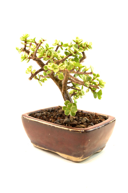 Dwarf Variegated Jade Ceramic 5" Pot - One of a Kind Bonsai