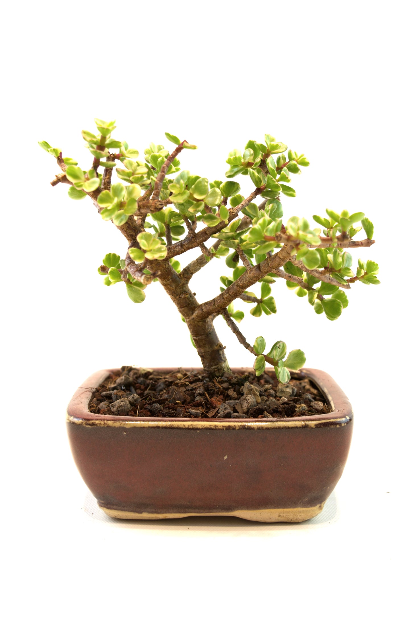Dwarf Variegated Jade Ceramic 5" Pot - One of a Kind Bonsai