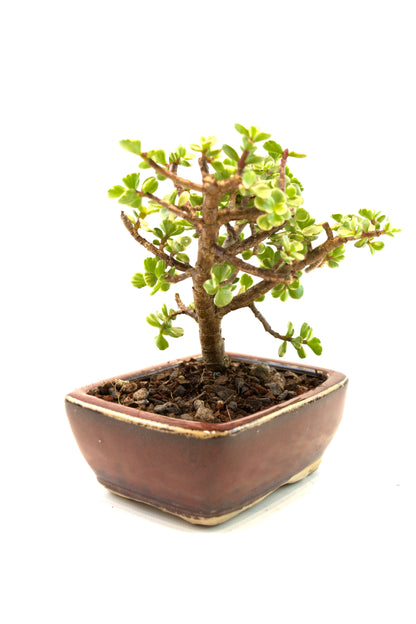 Dwarf Variegated Jade Ceramic 5" Pot - One of a Kind Bonsai