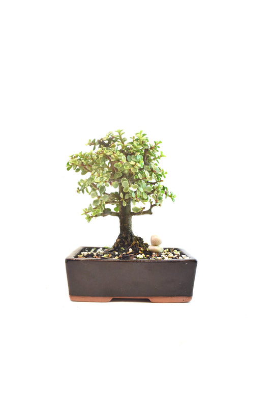 Dwarf Variegated Jade Ceramic 6" Pot - One of a Kind Bonsai