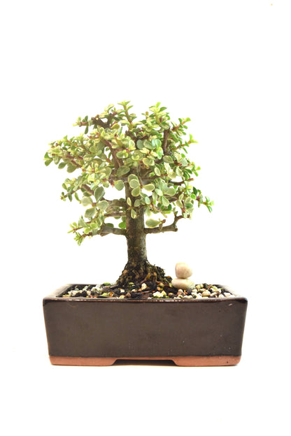 Dwarf Variegated Jade Ceramic 6" Pot - One of a Kind Bonsai