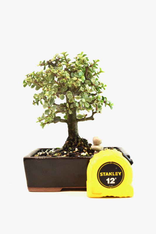 Dwarf Variegated Jade Ceramic 6" Pot - One of a Kind Bonsai