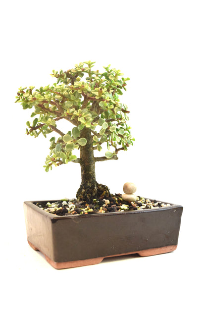 Dwarf Variegated Jade Ceramic 6" Pot - One of a Kind Bonsai
