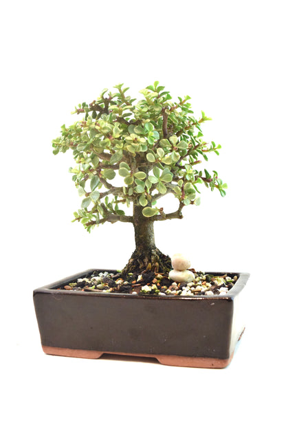 Dwarf Variegated Jade Ceramic 6" Pot - One of a Kind Bonsai