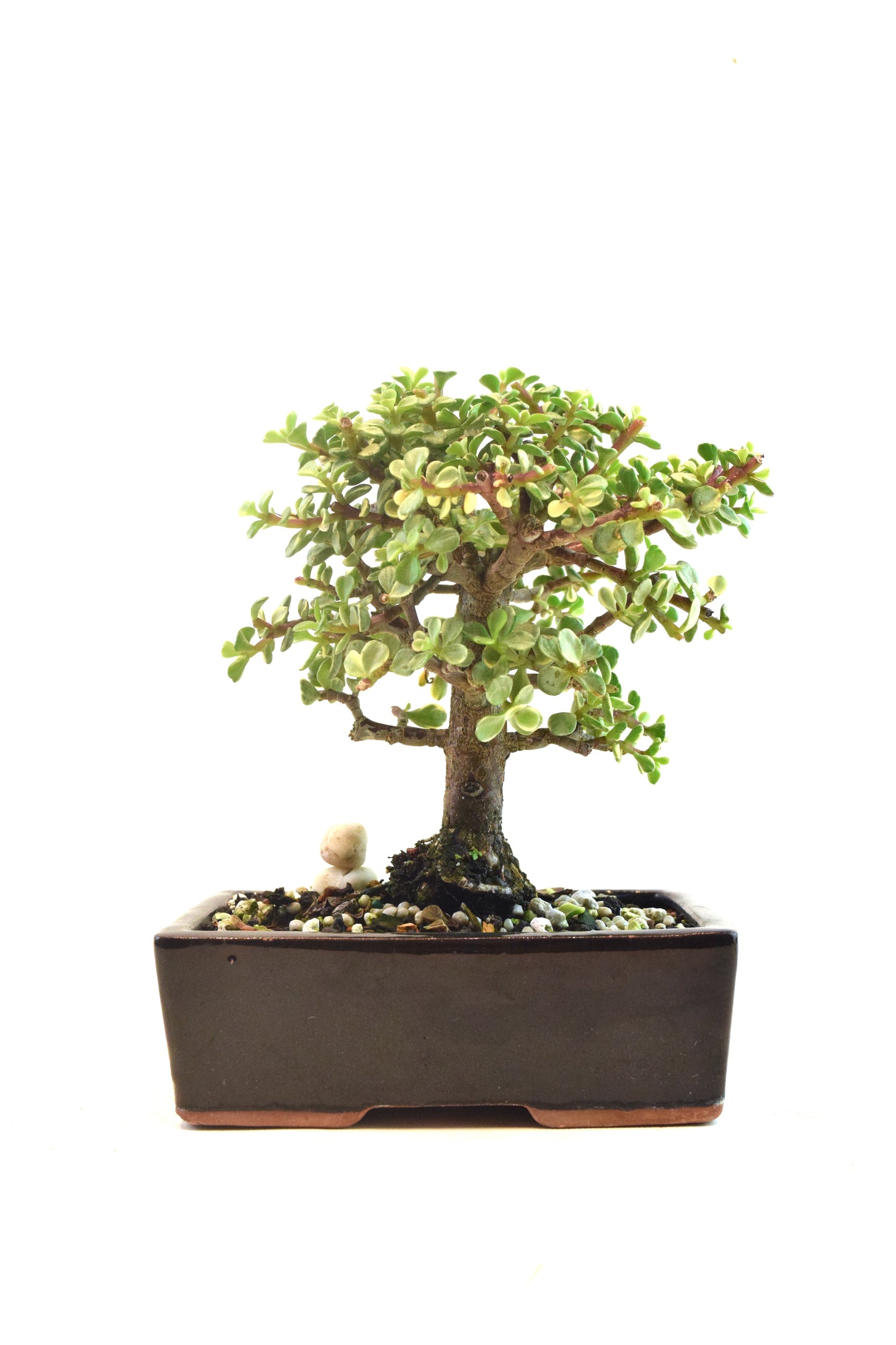 Dwarf Variegated Jade Ceramic 6" Pot - One of a Kind Bonsai