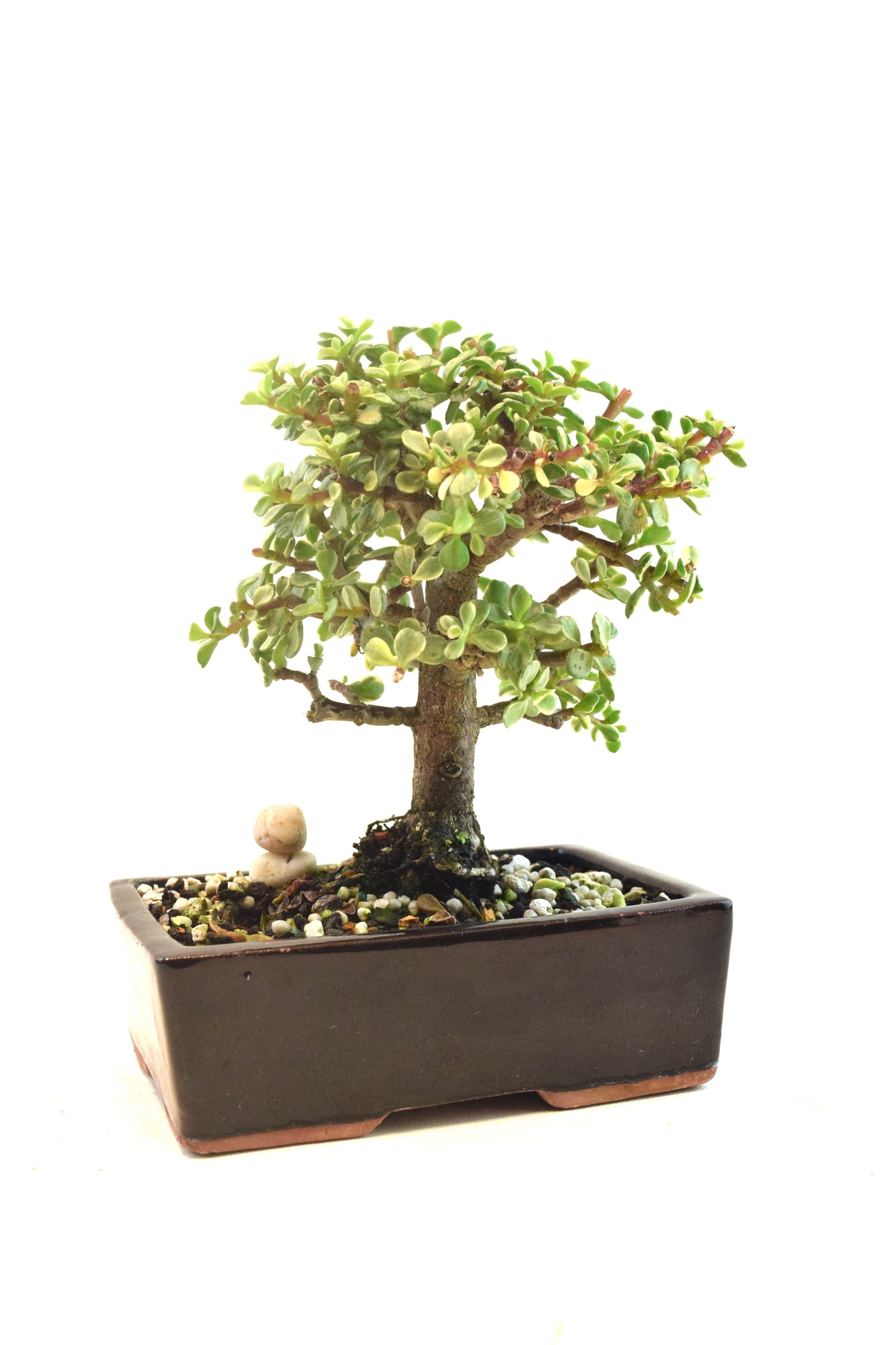 Dwarf Variegated Jade Ceramic 6" Pot - One of a Kind Bonsai
