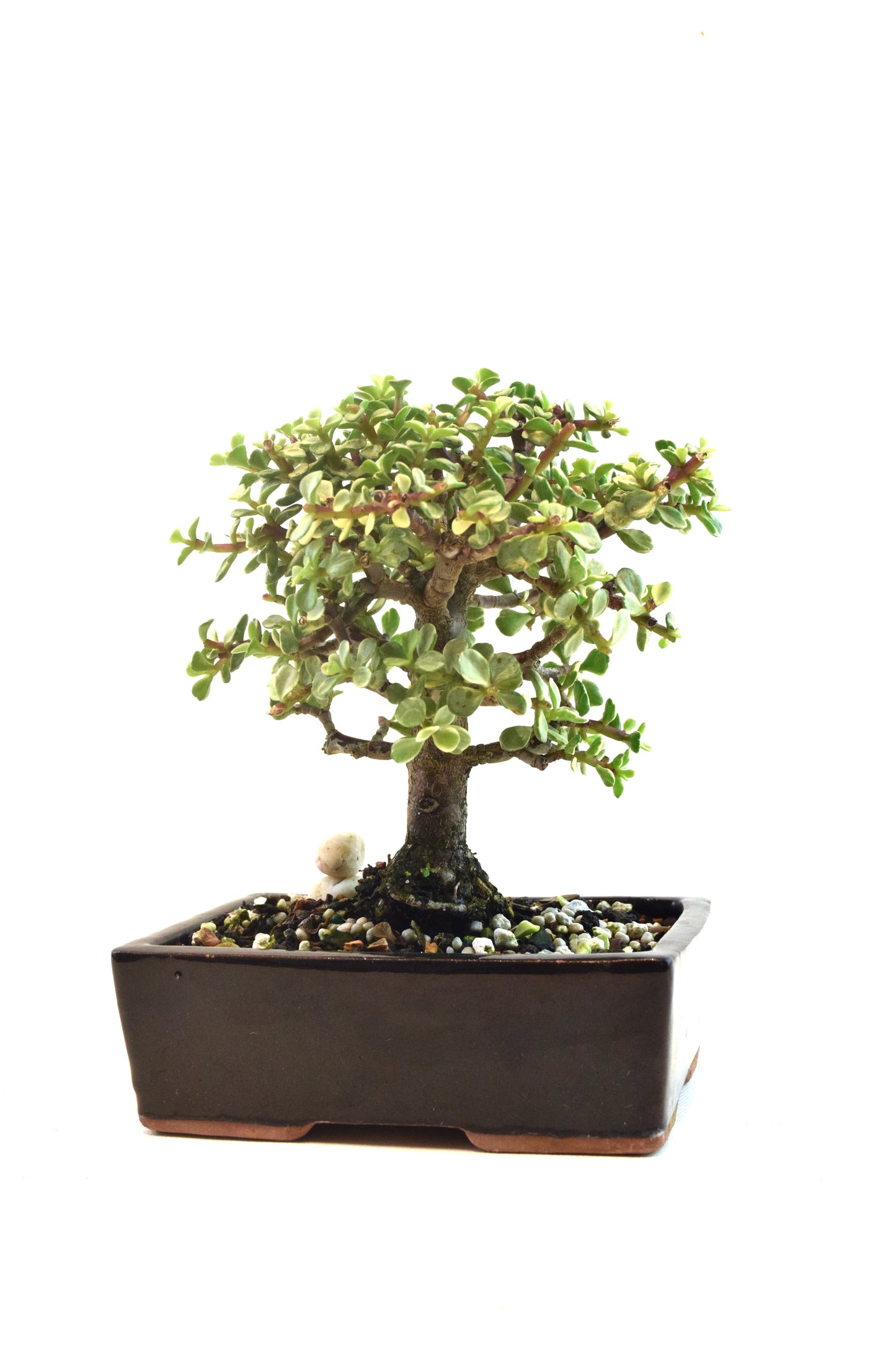 Dwarf Variegated Jade Ceramic 6" Pot - One of a Kind Bonsai