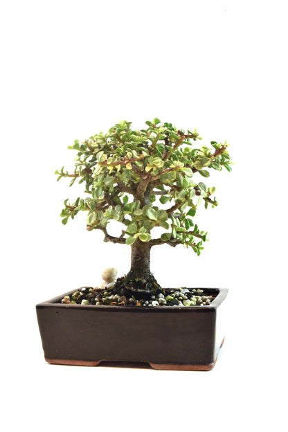 Dwarf Variegated Jade Ceramic 6" Pot - One of a Kind Bonsai