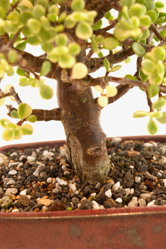 Dwarf Variegated Jade Ceramic 6" Pot - One of a Kind Bonsai