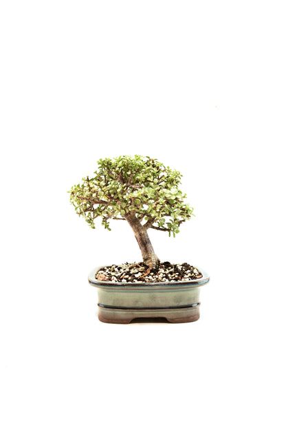 Dwarf Variegated Jade Ceramic 7" Pot - One of a Kind Bonsai