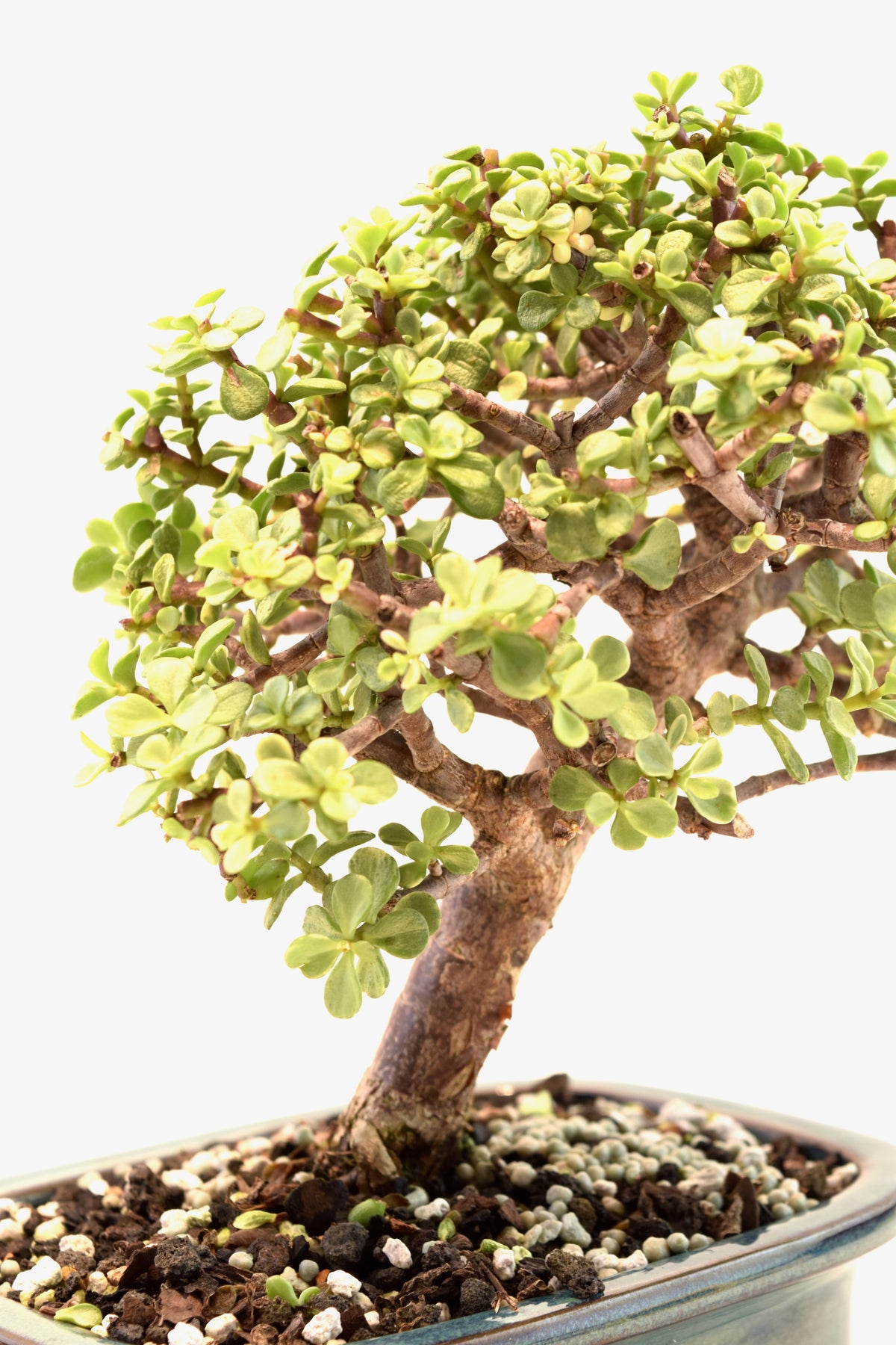 Dwarf Variegated Jade Ceramic 7" Pot - One of a Kind Bonsai