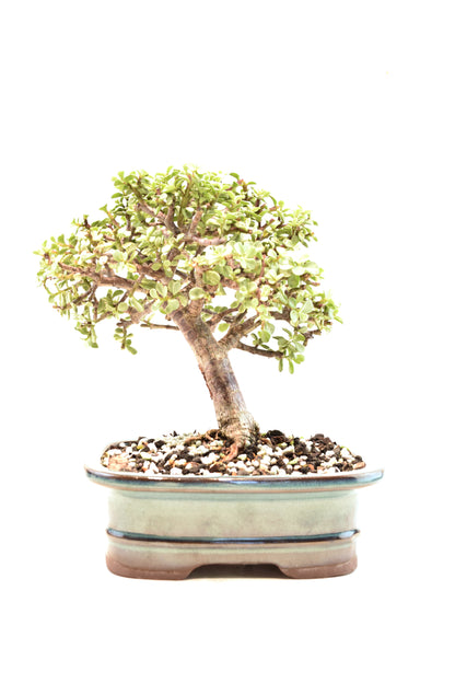 Dwarf Variegated Jade Ceramic 7" Pot - One of a Kind Bonsai