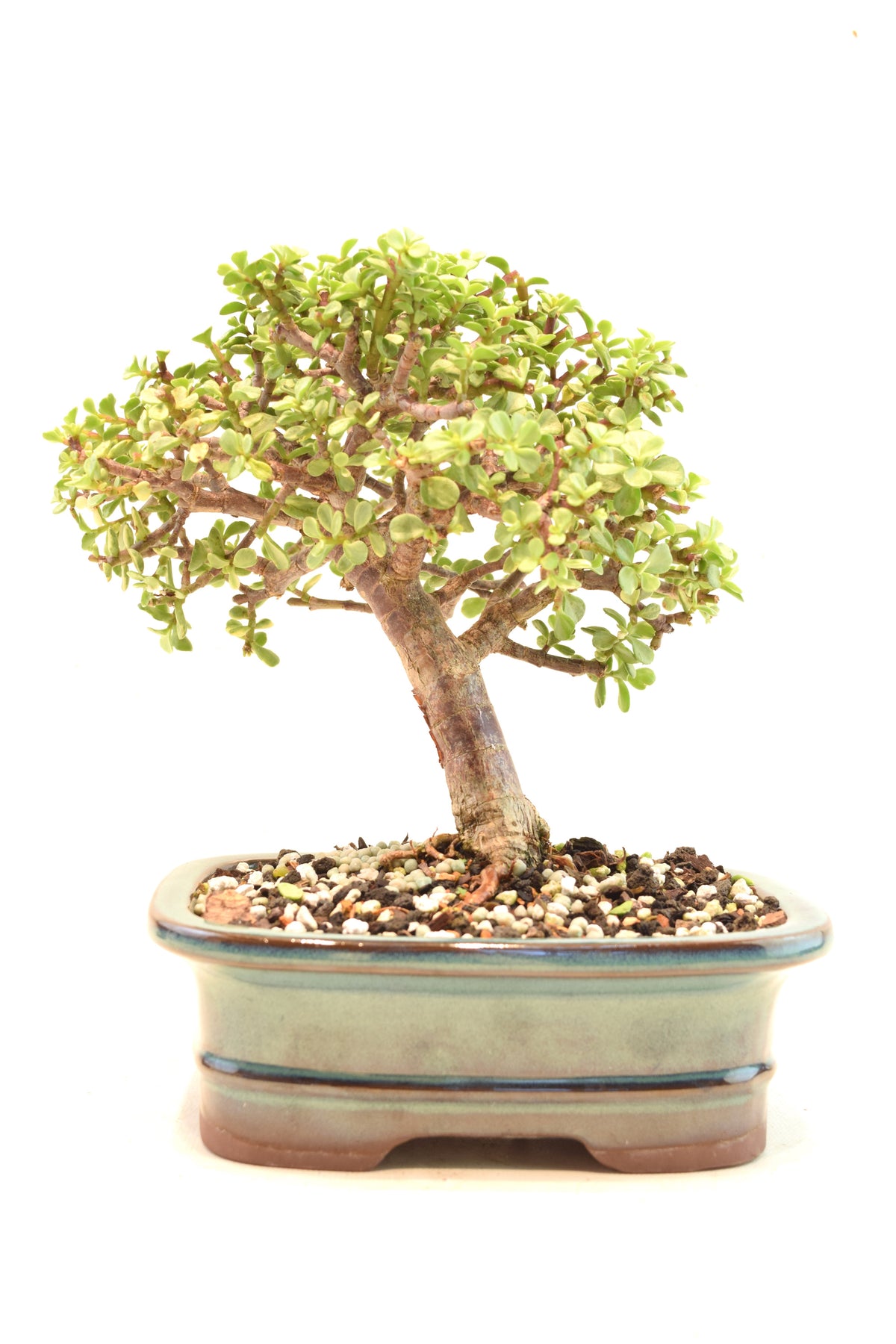 Dwarf Variegated Jade Ceramic 7" Pot - One of a Kind Bonsai