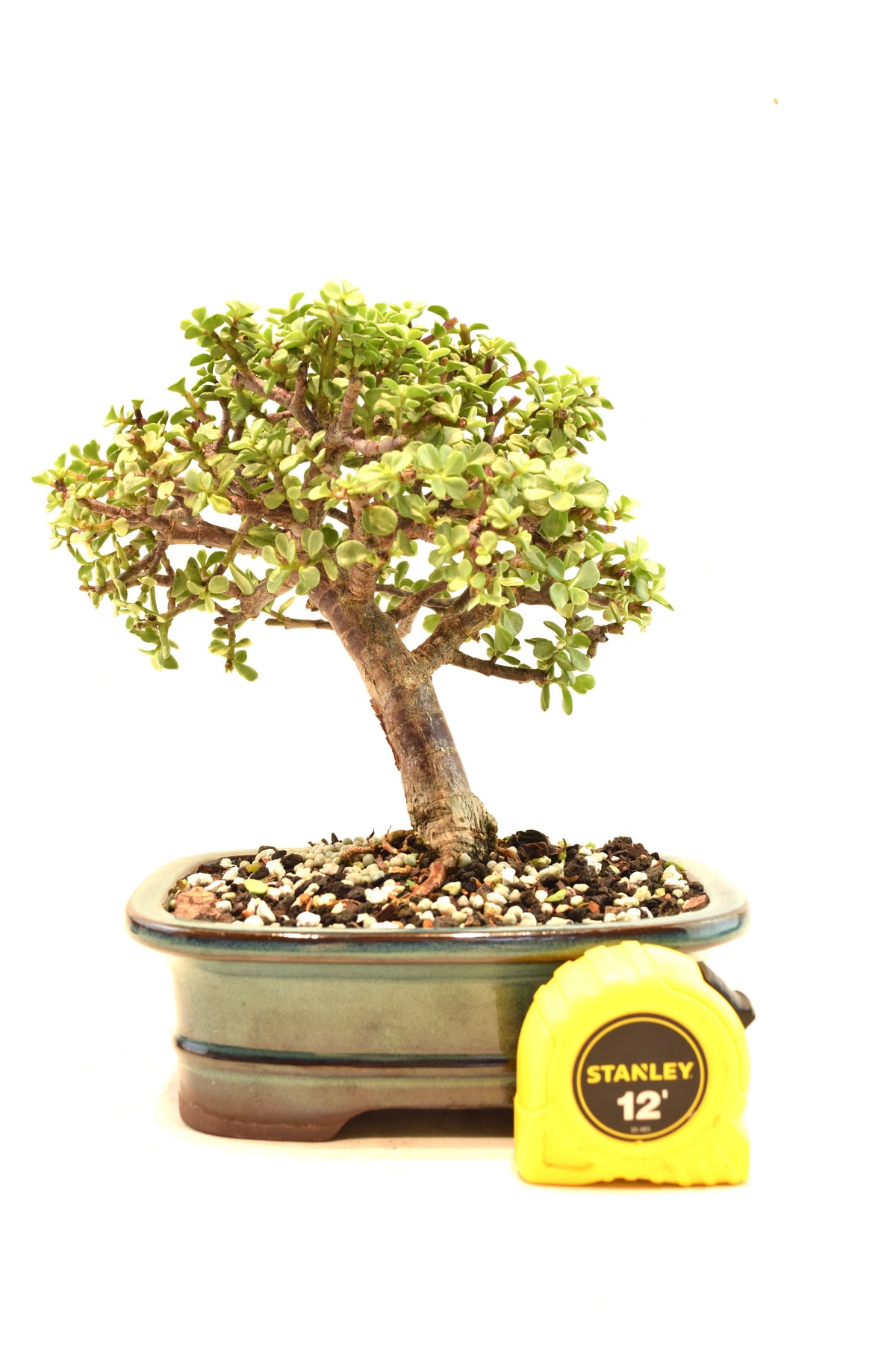 Dwarf Variegated Jade Ceramic 7" Pot - One of a Kind Bonsai