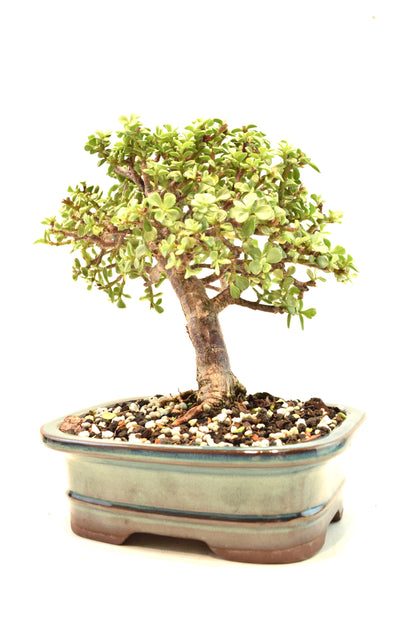 Dwarf Variegated Jade Ceramic 7" Pot - One of a Kind Bonsai
