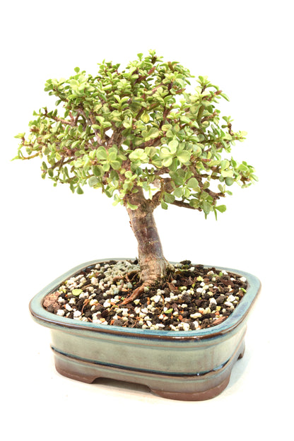 Dwarf Variegated Jade Ceramic 7" Pot - One of a Kind Bonsai