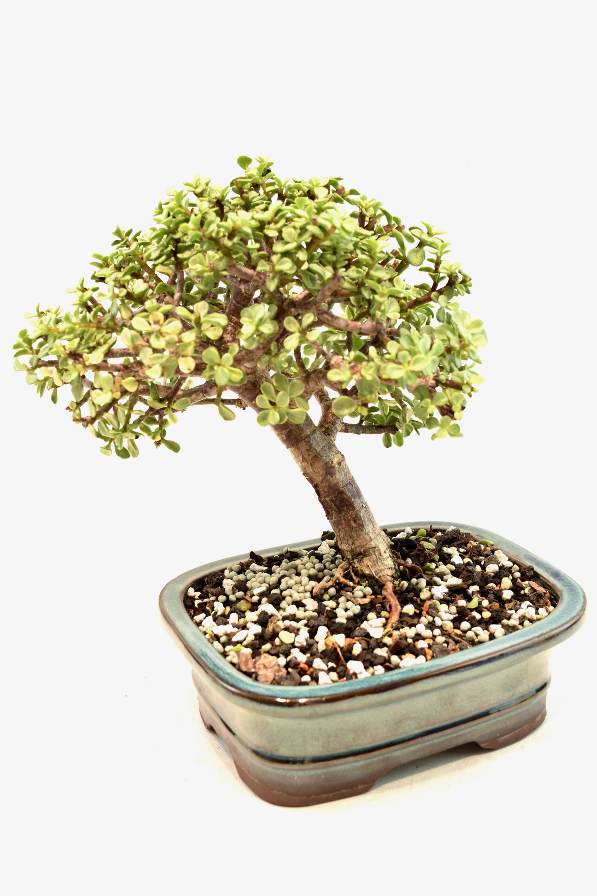 Dwarf Variegated Jade Ceramic 7" Pot - One of a Kind Bonsai