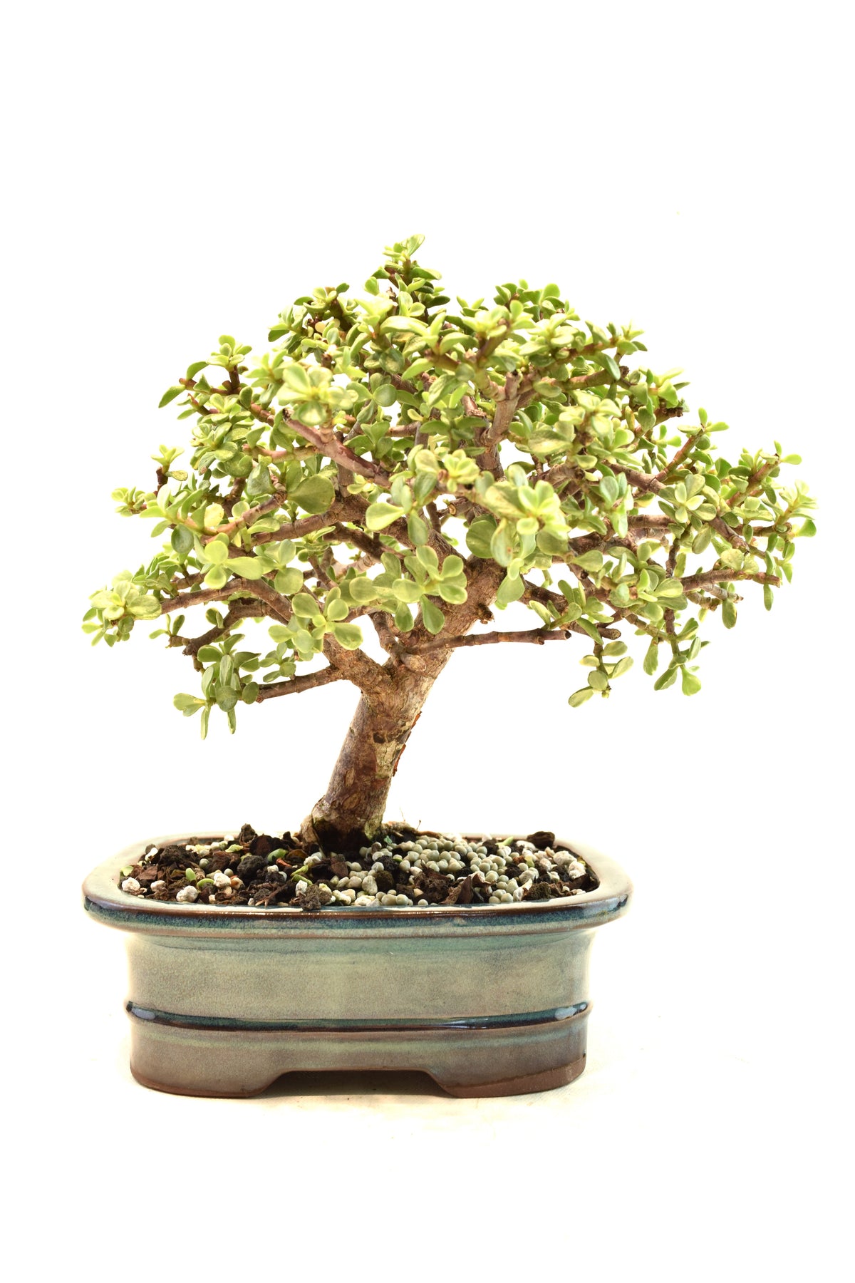 Dwarf Variegated Jade Ceramic 7" Pot - One of a Kind Bonsai