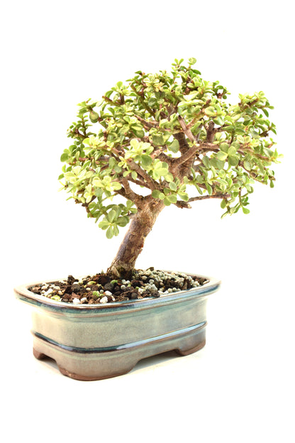Dwarf Variegated Jade Ceramic 7" Pot - One of a Kind Bonsai