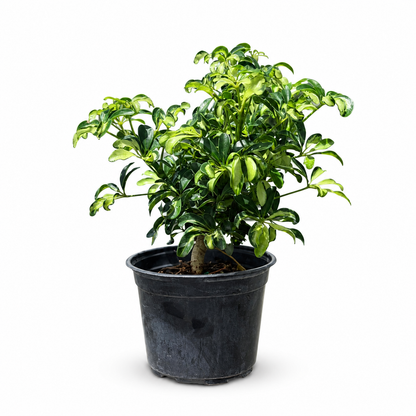 Dwarf Variegated Schefflera  in 6" Pot - Pre Bonsai