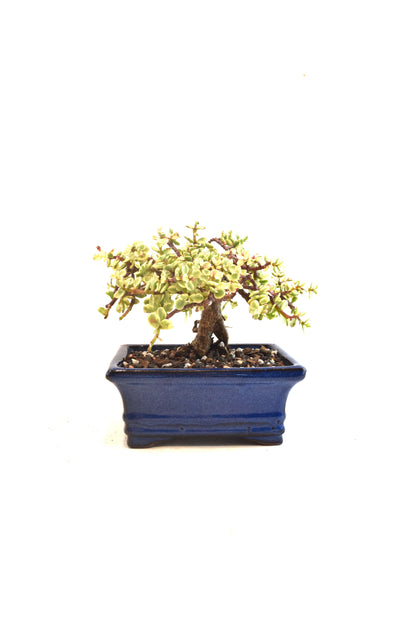Dwarf Variegated Jade Ceramic 6" Pot - One of a Kind Bonsai