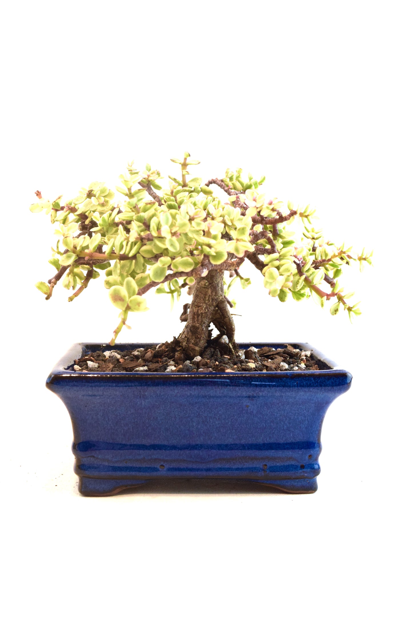 Dwarf Variegated Jade Ceramic 6" Pot - One of a Kind Bonsai