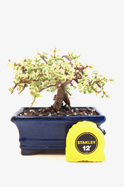 Dwarf Variegated Jade Ceramic 6" Pot - One of a Kind Bonsai