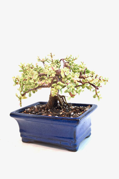 Dwarf Variegated Jade Ceramic 6" Pot - One of a Kind Bonsai
