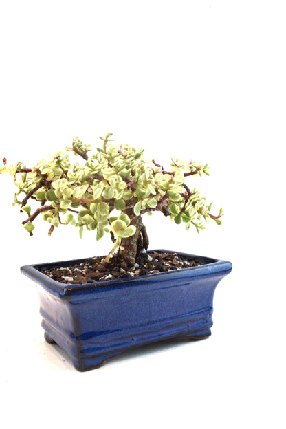 Dwarf Variegated Jade Ceramic 6" Pot - One of a Kind Bonsai