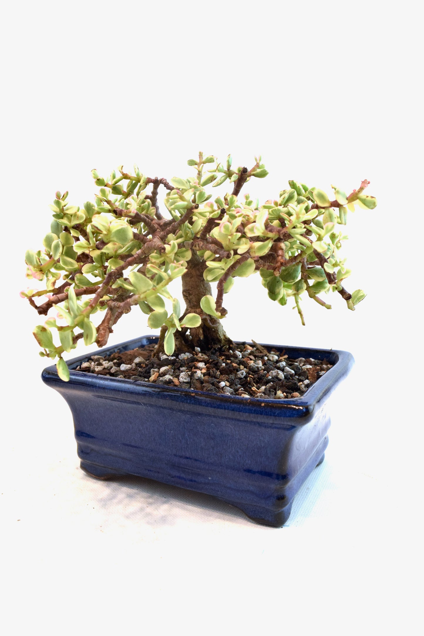 Dwarf Variegated Jade Ceramic 6" Pot - One of a Kind Bonsai