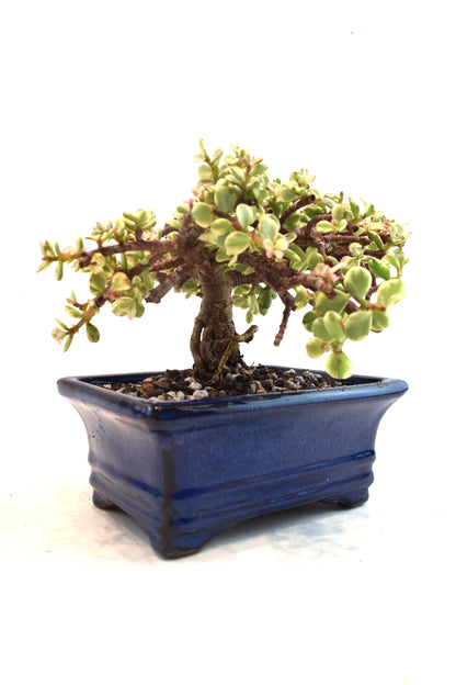 Dwarf Variegated Jade Ceramic 6" Pot - One of a Kind Bonsai