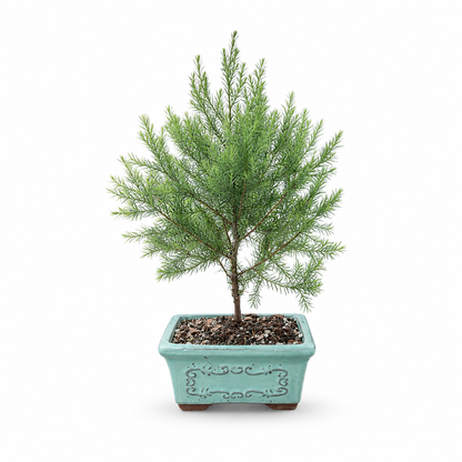 Easter Red Cedar Bonsai Ceramic 6" Pot - Similar Bonsai