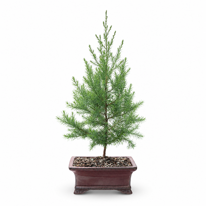 Easter Red Cedar Bonsai Ceramic 6" Pot - Similar Bonsai