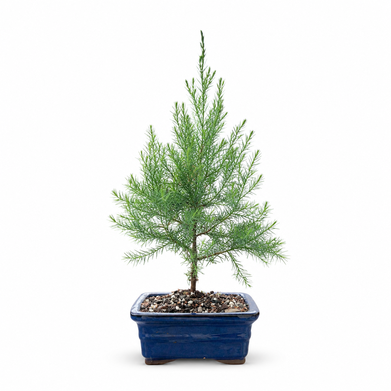Easter Red Cedar Bonsai Ceramic 6" Pot - Similar Bonsai