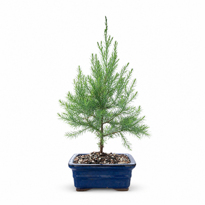 Easter Red Cedar Bonsai Ceramic 6" Pot - Similar Bonsai