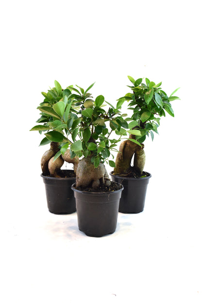 Ginseng Ficus Bonsai in 4" Pot - Pre Bonsai