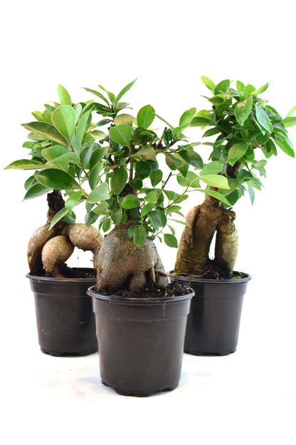 Ginseng Ficus Bonsai in 4" Pot - Pre Bonsai