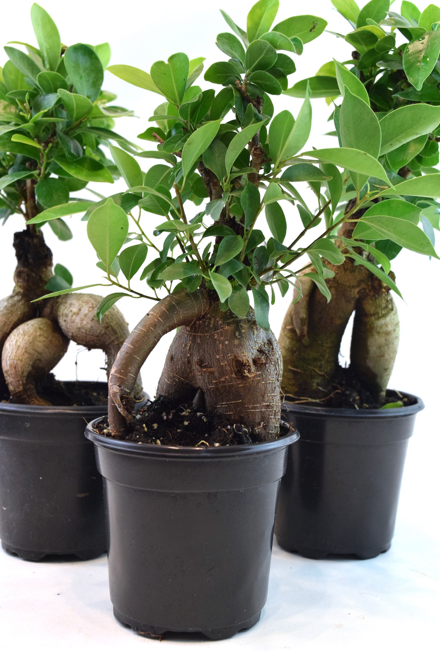 Ginseng Ficus Bonsai in 4" Pot - Pre Bonsai