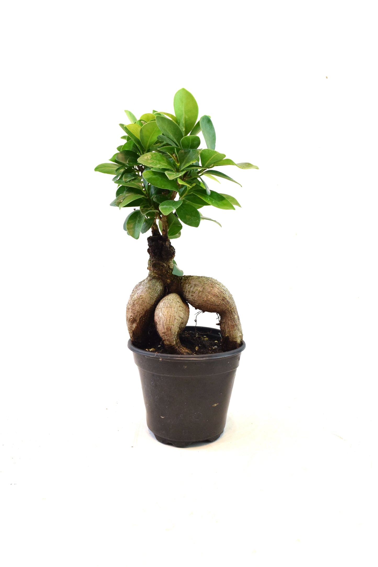 Ginseng Ficus Bonsai in 4" Pot - Pre Bonsai
