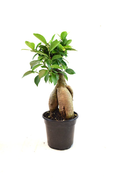 Ginseng Ficus Bonsai in 4" Pot - Pre Bonsai