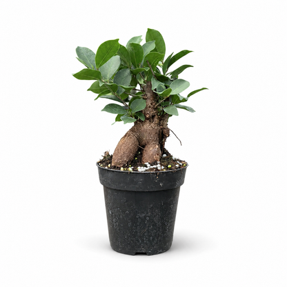Ginseng Ficus in 4" Pot - Pre Bonsai