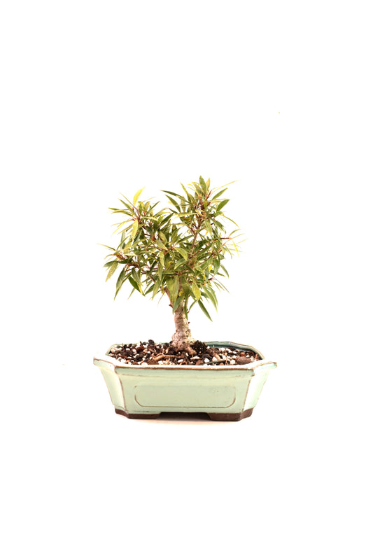 Ficus Nerifolia (Willow Leaf) Bonsai Ceramic 7.5" Pot - One of a Kind Bonsai