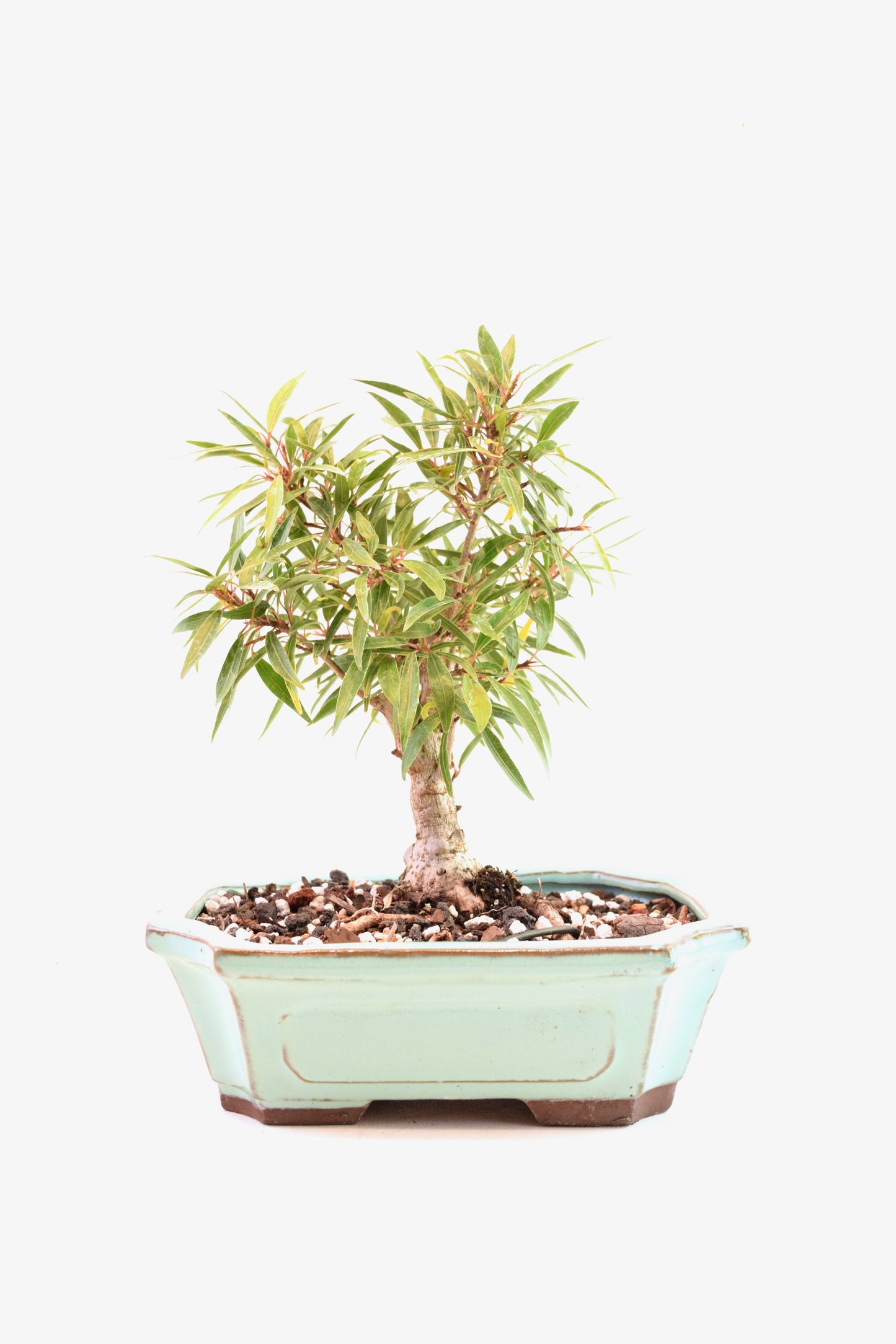 Ficus Nerifolia (Willow Leaf) Bonsai Ceramic 7.5" Pot - One of a Kind Bonsai