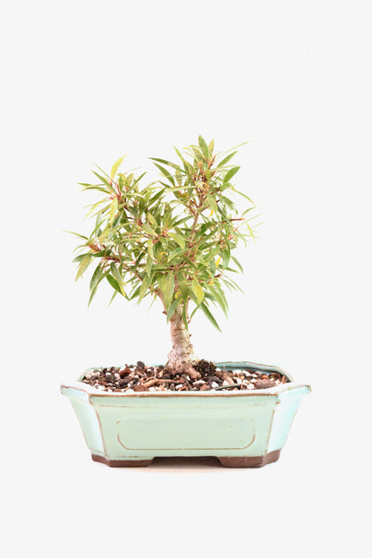 Ficus Nerifolia (Willow Leaf) Bonsai Ceramic 7.5" Pot - One of a Kind Bonsai