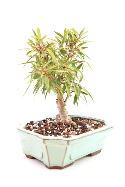 Ficus Nerifolia (Willow Leaf) Bonsai Ceramic 7.5" Pot - One of a Kind Bonsai