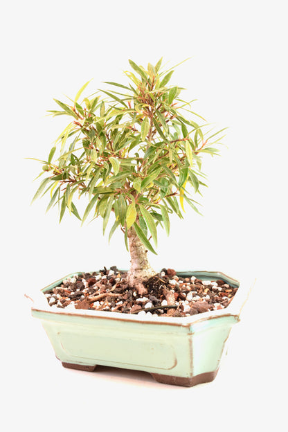Ficus Nerifolia (Willow Leaf) Bonsai Ceramic 7.5" Pot - One of a Kind Bonsai
