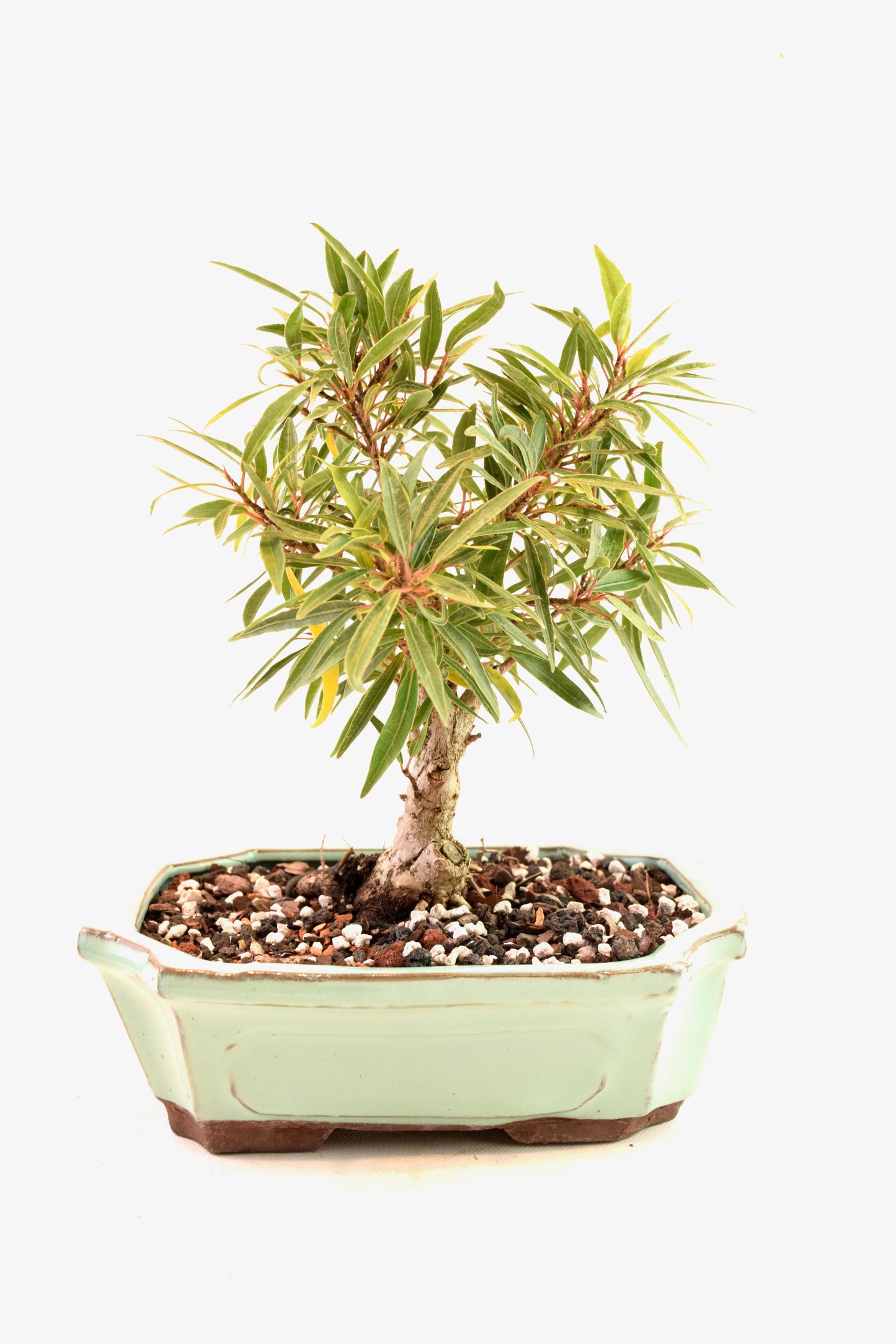 Ficus Nerifolia (Willow Leaf) Bonsai Ceramic 7.5" Pot - One of a Kind Bonsai