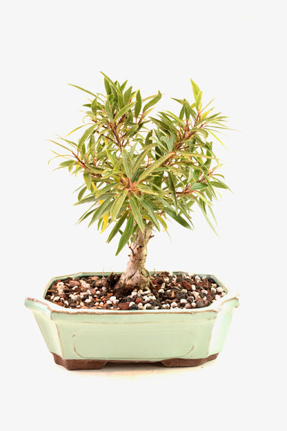 Ficus Nerifolia (Willow Leaf) Bonsai Ceramic 7.5" Pot - One of a Kind Bonsai