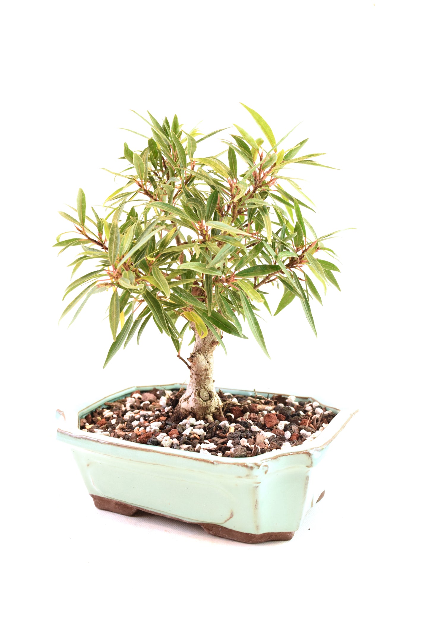 Ficus Nerifolia (Willow Leaf) Bonsai Ceramic 7.5" Pot - One of a Kind Bonsai