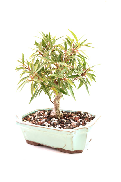 Ficus Nerifolia (Willow Leaf) Bonsai Ceramic 7.5" Pot - One of a Kind Bonsai